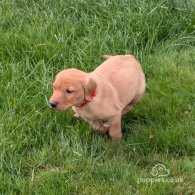 Labrador Retriever - Both