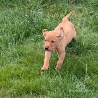 Labrador Retriever - Both