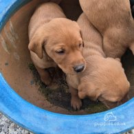 Labrador Retriever - Both