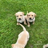 Labrador Retriever - Both