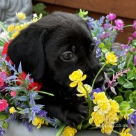 Labrador Retriever - Both