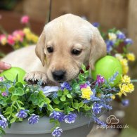 Labrador Retriever - Both