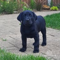 Labrador Retriever - Both