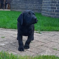 Labrador Retriever - Both