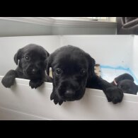 Labrador Retriever - Both