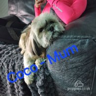 Lhasa Apso - Both