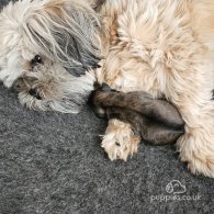 Lhasa Apso - Both