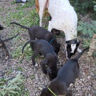 Lurcher - Dogs