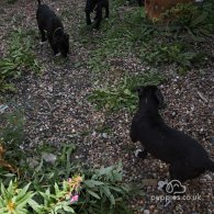 Lurcher - Dogs