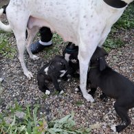 Lurcher - Dogs