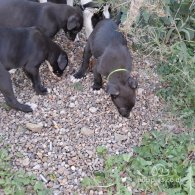 Lurcher - Dogs