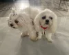 Maltese - Bitches