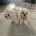 Maltese - Bitches