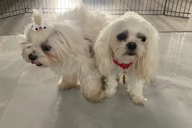 Maltese - Bitches