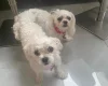 Maltese - Bitches