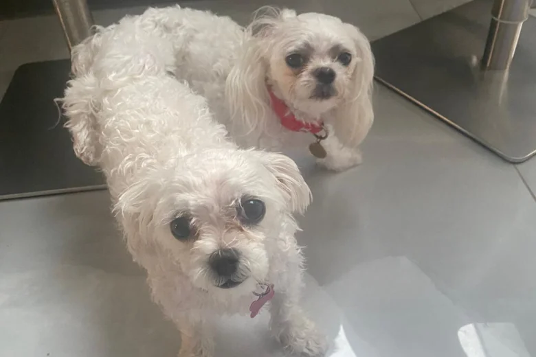 Maltese - Bitches