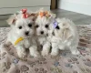 Maltese - Bitches