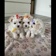 Maltese - Bitches