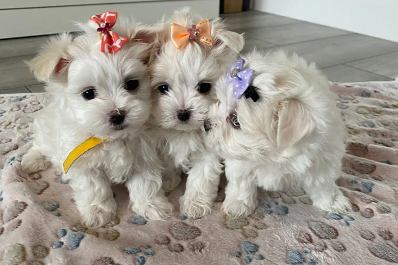 Maltese - Bitches