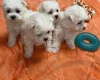 Maltese - Bitches