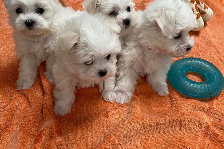 Maltese - Bitches