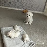 Maltese - Dogs