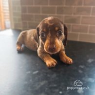 Dachshund (Standard & Miniature) - Both