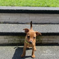 Miniature Pinscher - Both