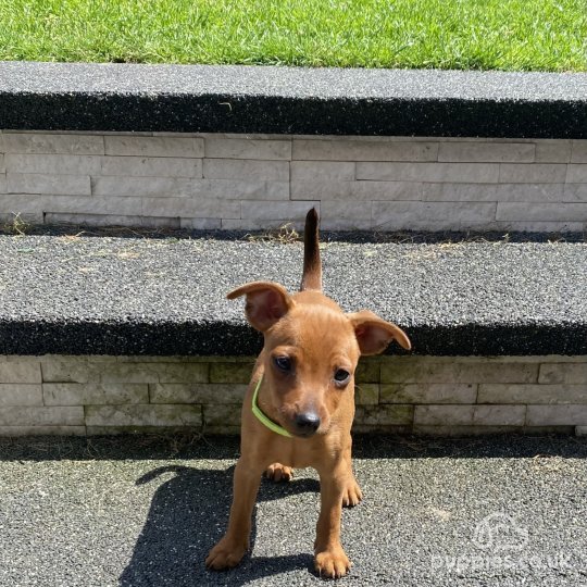 Miniature Pinscher - Both