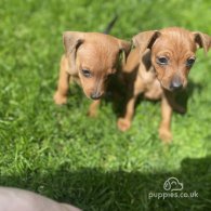 Miniature Pinscher - Both