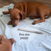 Miniature Pinscher - Both