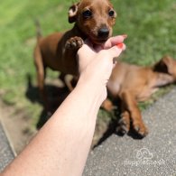 Miniature Pinscher - Both