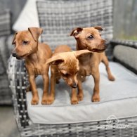 Miniature Pinscher - Both