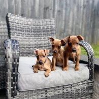 Miniature Pinscher - Both