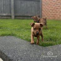 Miniature Pinscher - Both