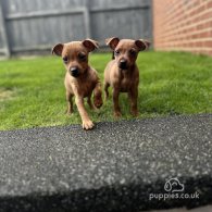 Miniature Pinscher - Both