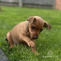 Miniature Pinscher - Both