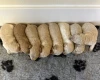 Miniature Poodle