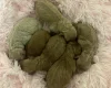 Miniature Poodle