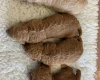 Miniature Poodle