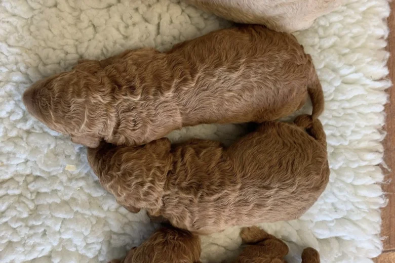 Miniature Poodle