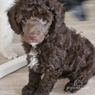 Miniature Poodle - Dogs