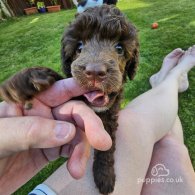 Miniature Poodle - Dogs