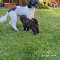 Miniature Poodle - Dogs