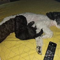 Miniature Poodle - Dogs