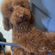 Miniature Poodle - Both