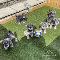 Miniature Schnauzer - Both