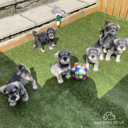 Miniature Schnauzer - Both