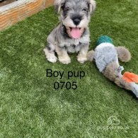 Miniature Schnauzer - Both