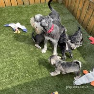 Miniature Schnauzer - Both